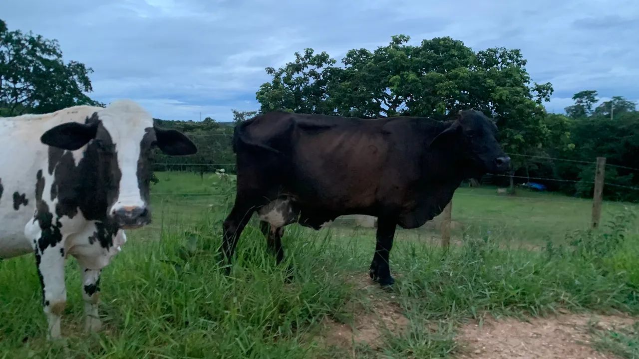 Duas vacas leiteiras  - Foto 3