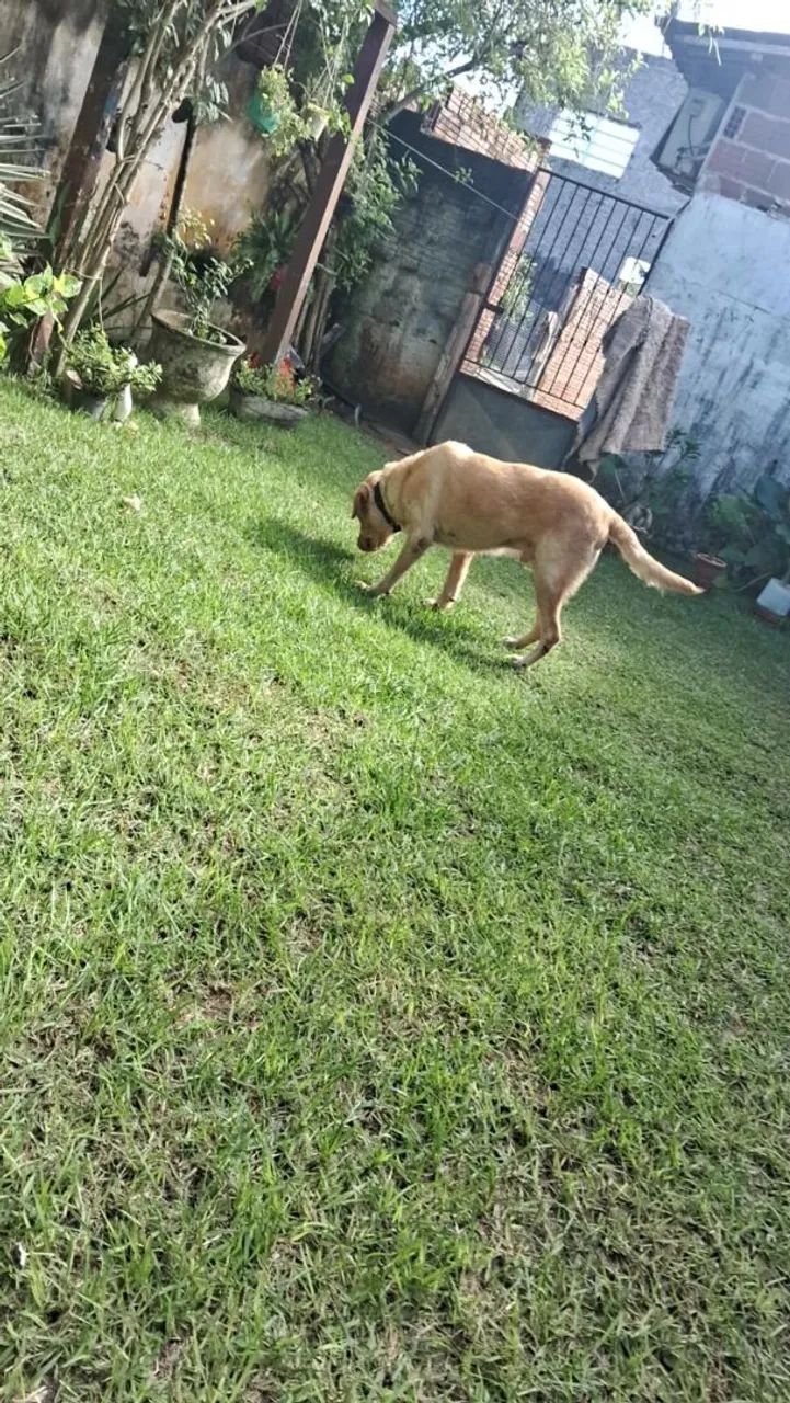 Labrador para adoção responsavel - Foto 3