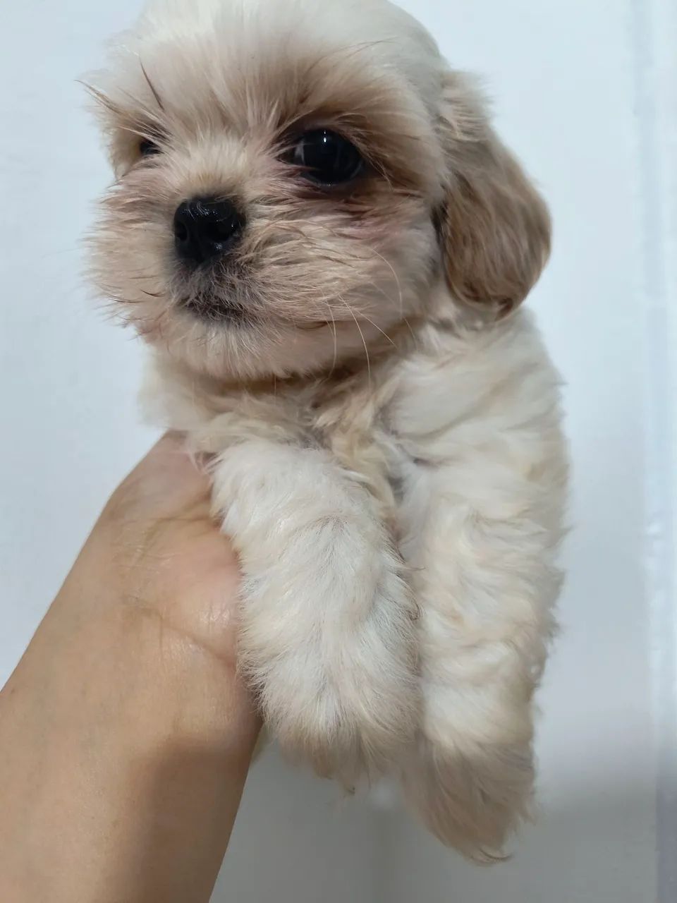 Shih-Tzu macho - Foto 2