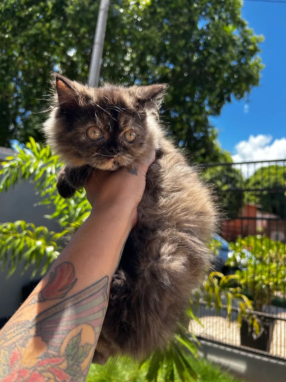 Gata persa fêmea 