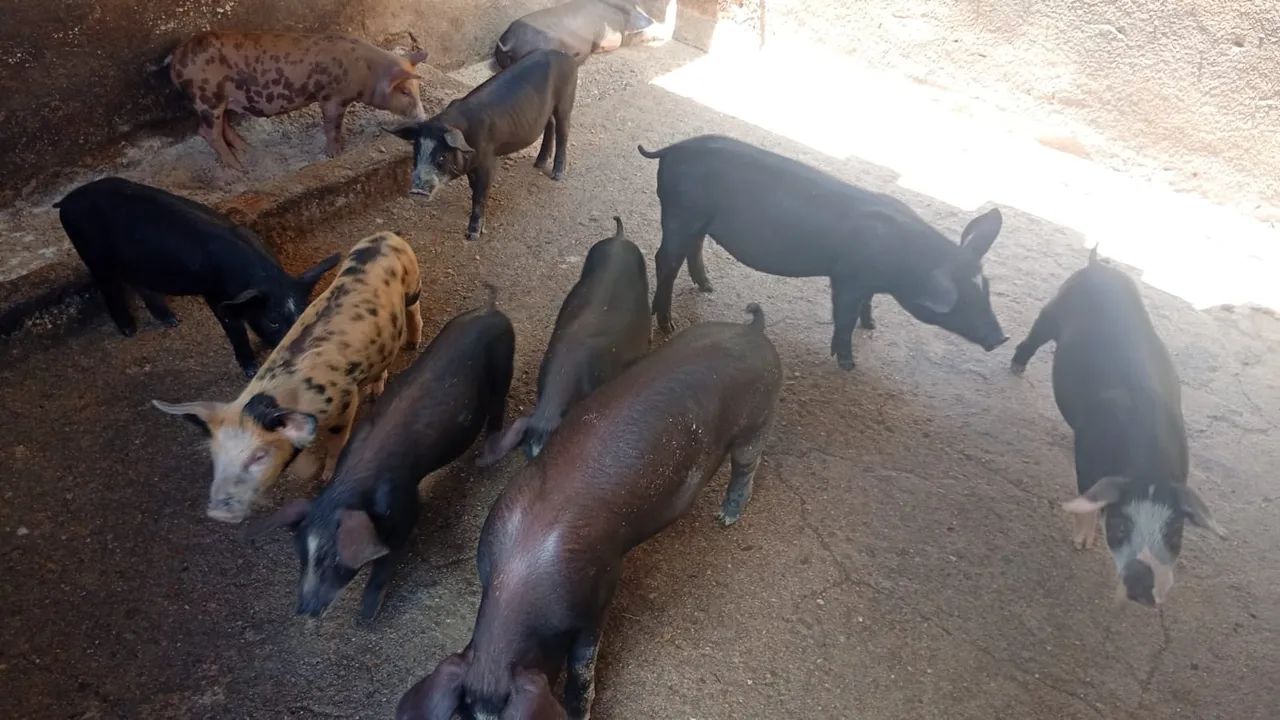 10 Bacorinhos  - Foto 2