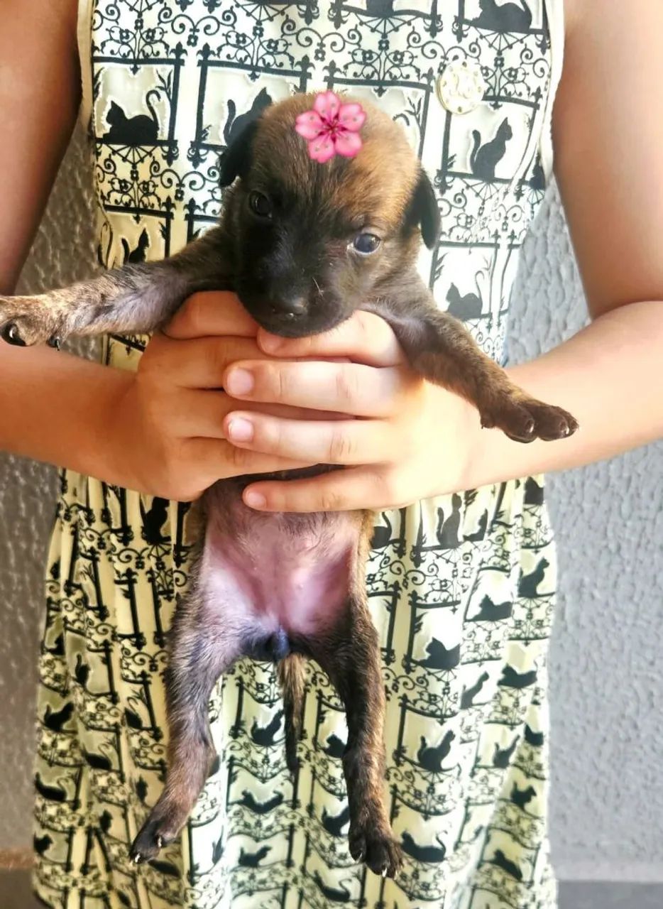 Bebezinhos para ADOÇÃO RESPONSÁVEL.  - Foto 4