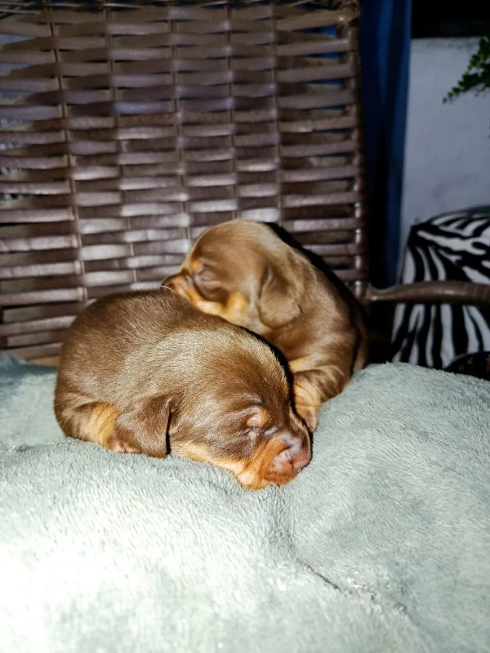 Filhote de daschunds  - Foto 3