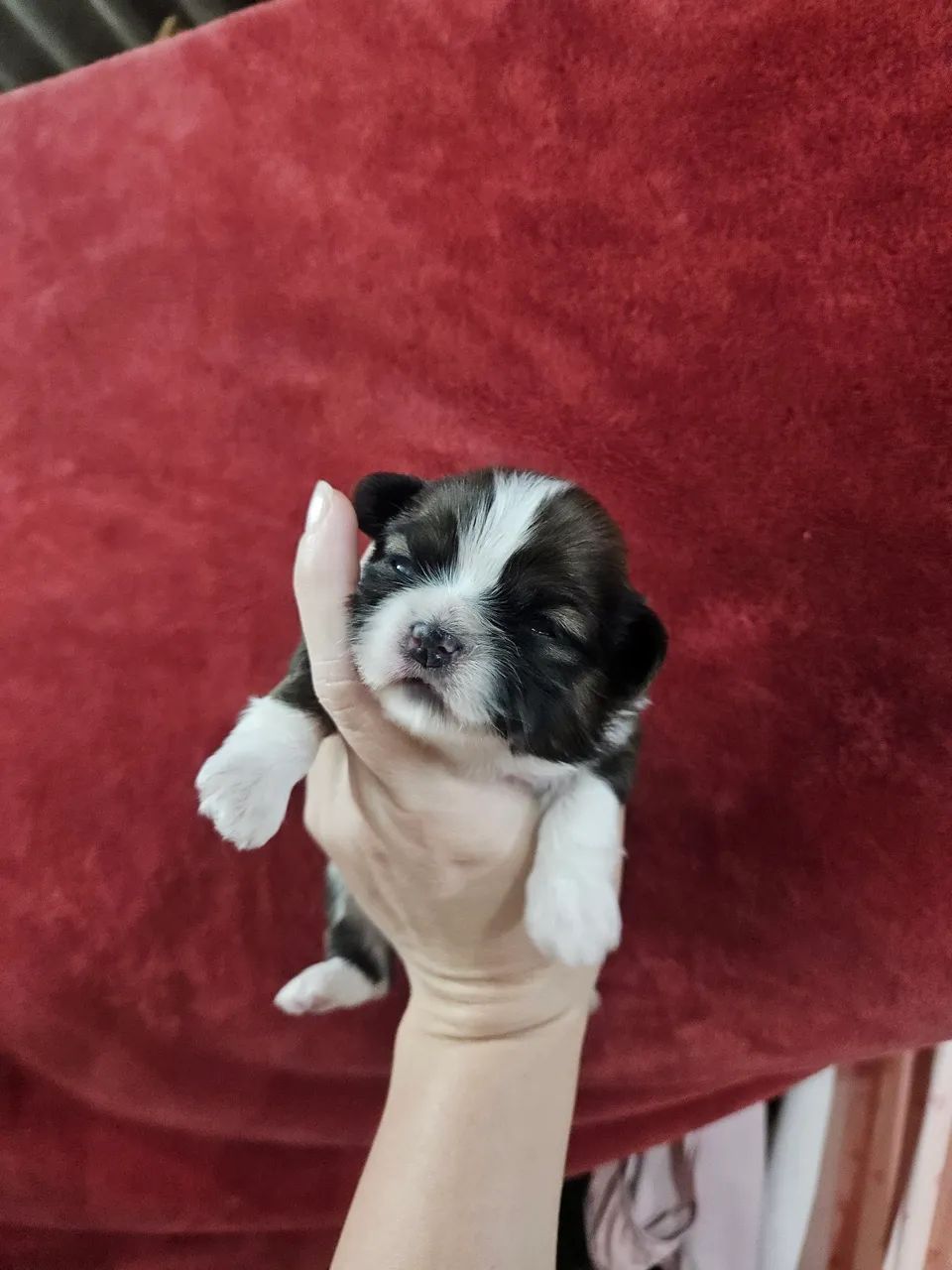 ShihTzu Macho  - Foto 4
