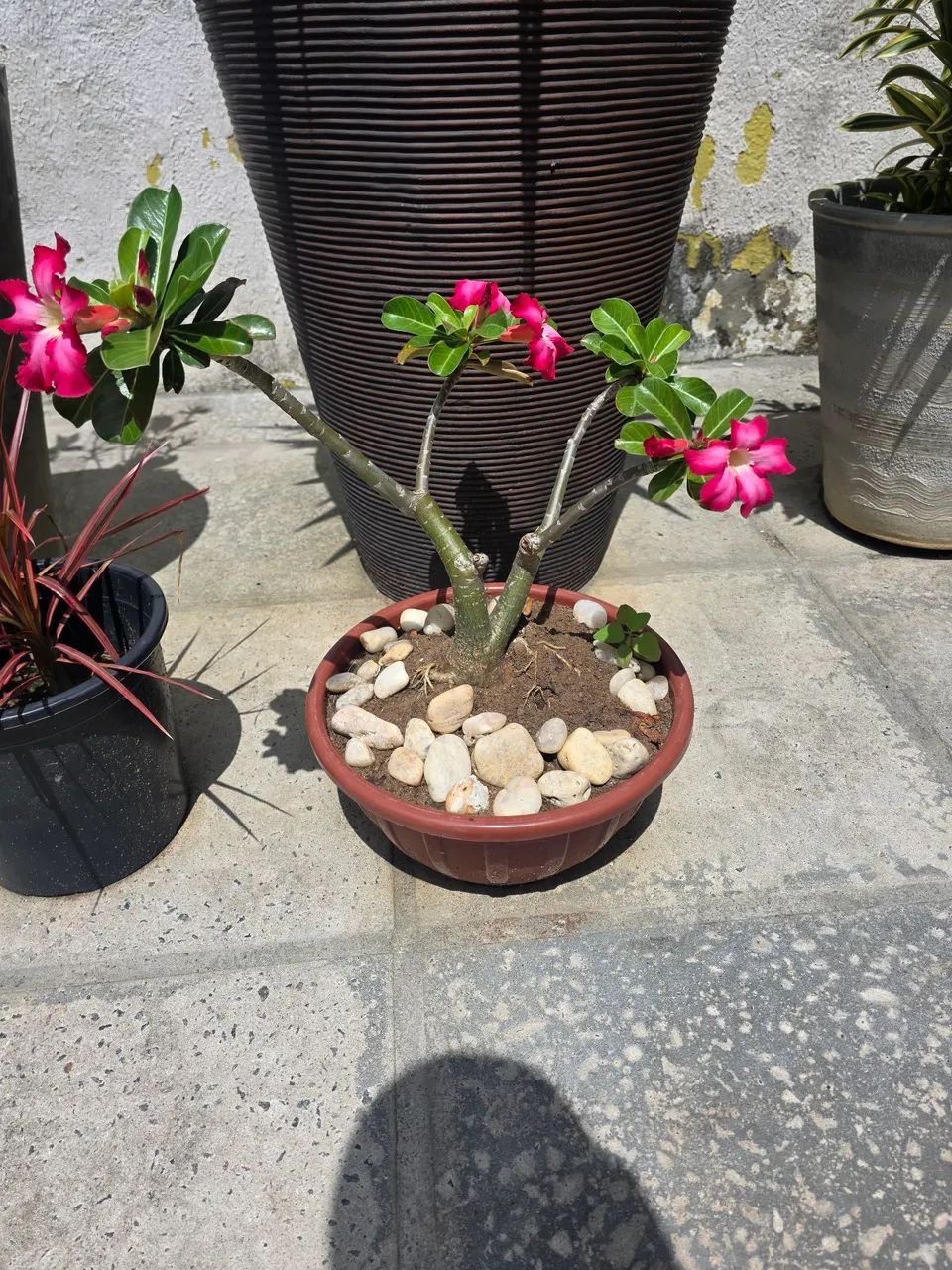 ROSA DO DESERTO