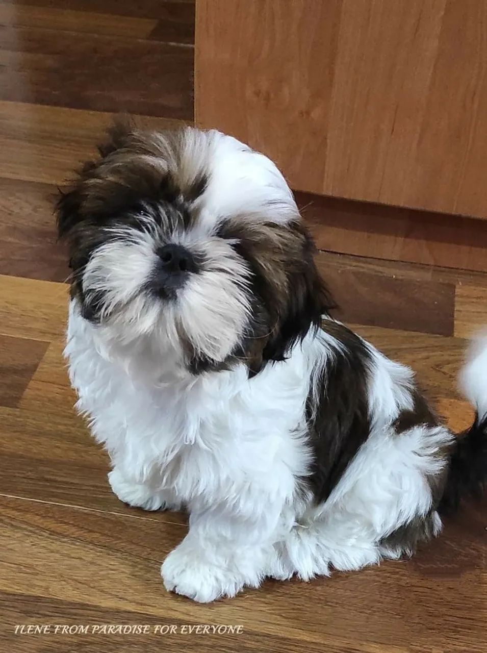 Shih tzu lindo e saudavel 