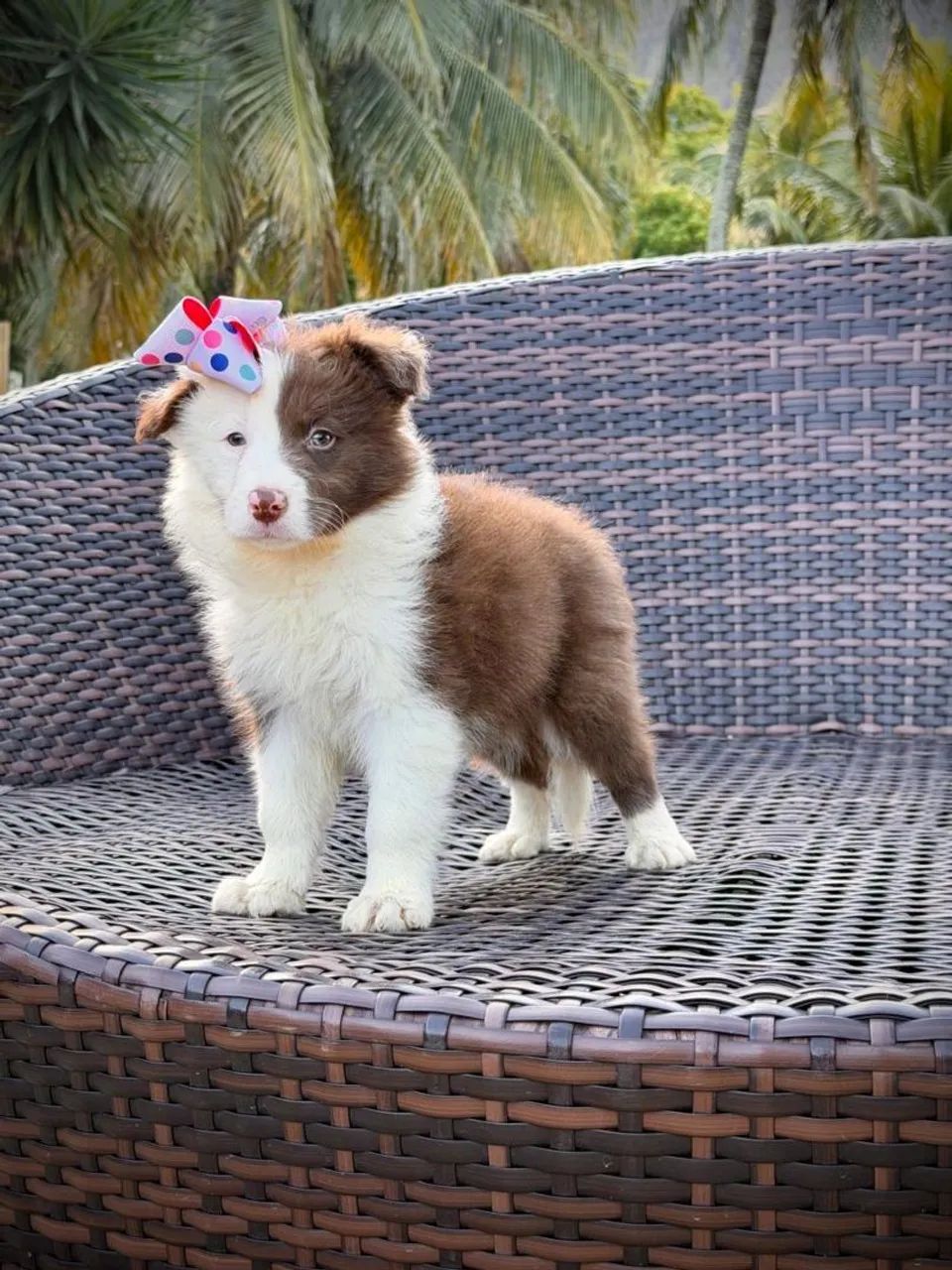 Border collie para Arraial