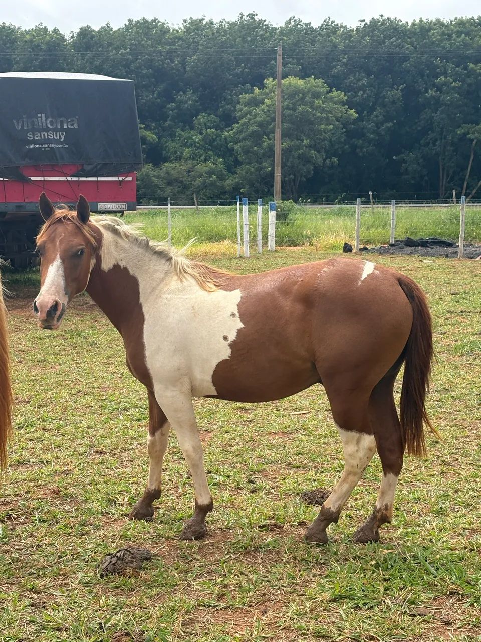 Potro pampa  - Foto 2