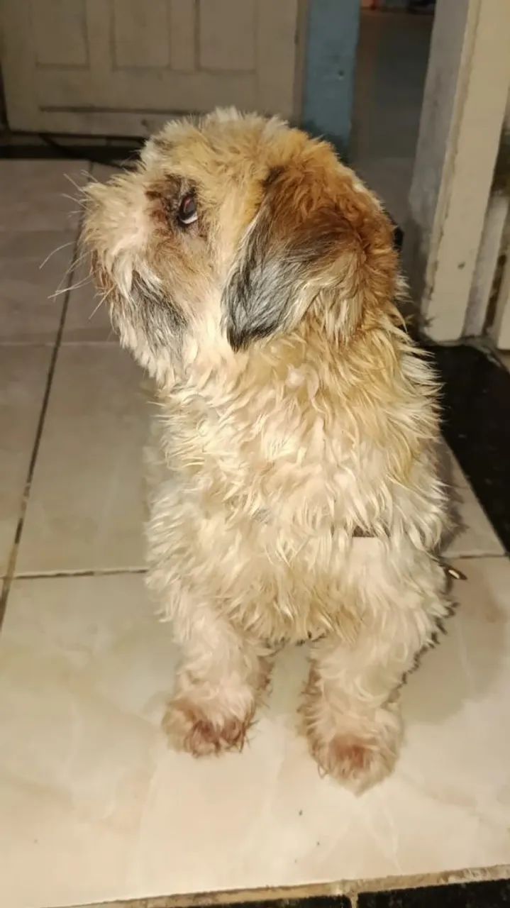 Doação de shitzu - Foto 2