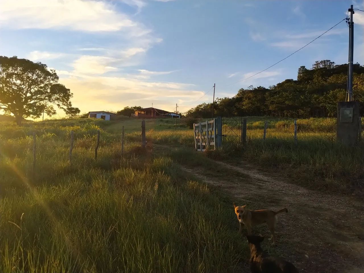 Vendo sítio Itaporanga d'ajuda  - Foto 3