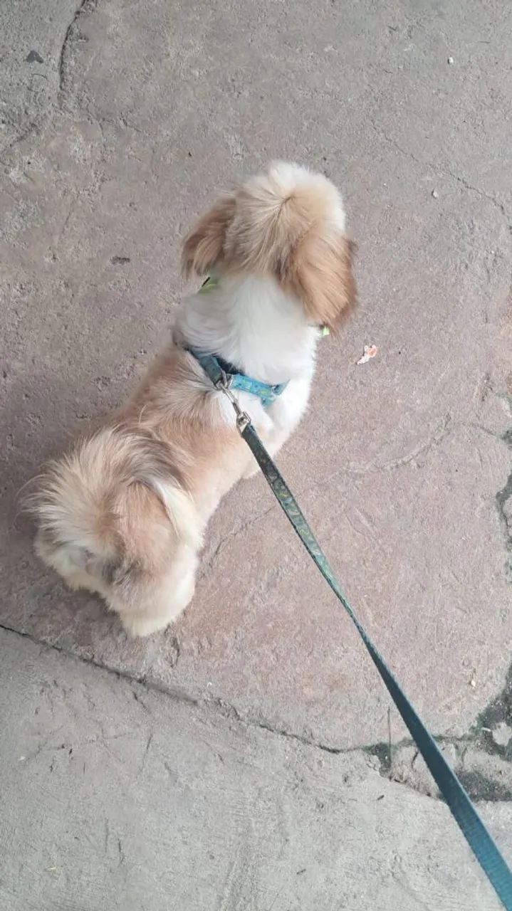Procura de uma namorada - Foto 2