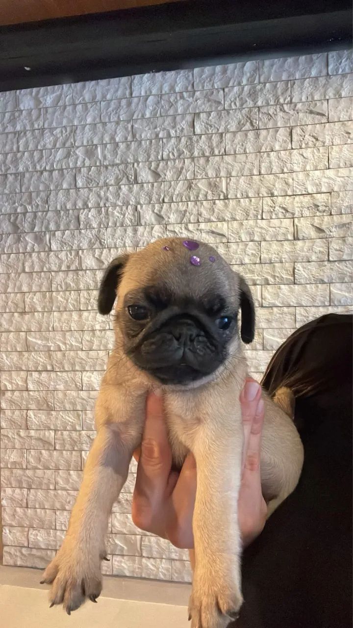 PUG  - Foto 4