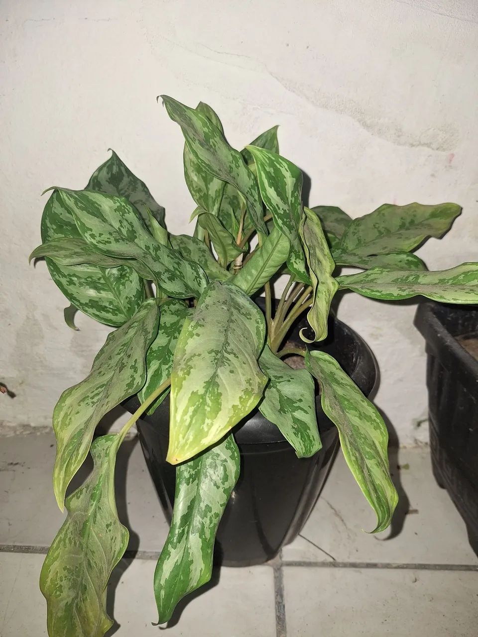 Kit com 3 plantas + Vasos - Foto 3