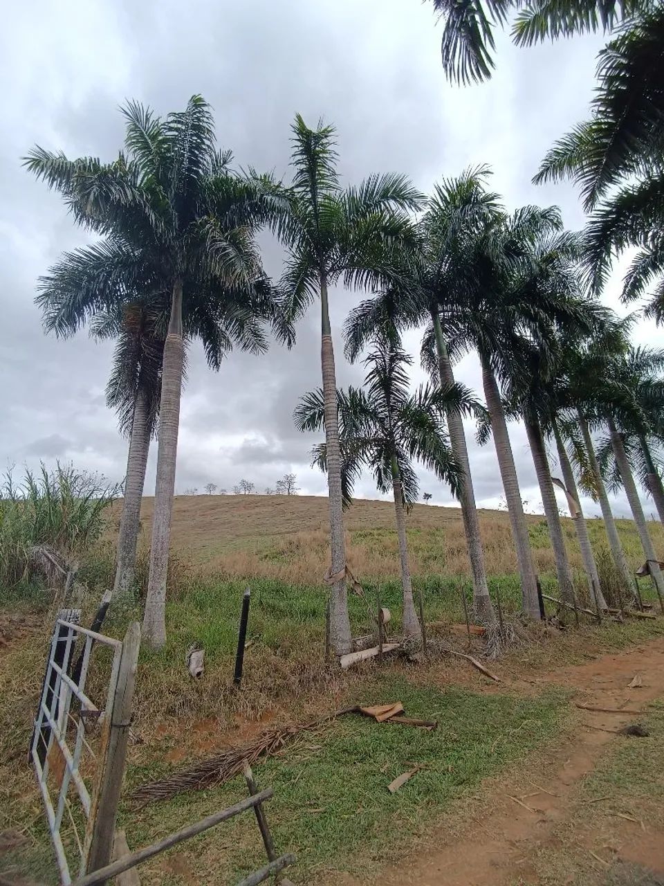 Vendo terreno para chácara  - Foto 3