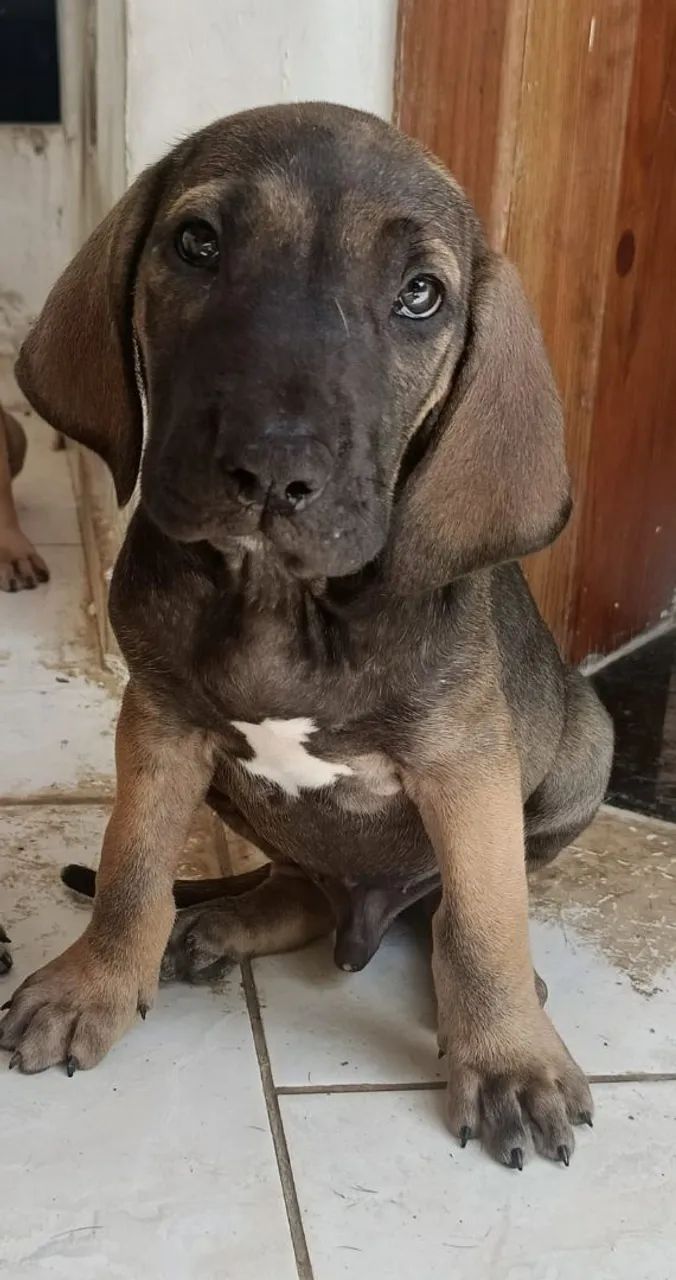 Fila brasileiro  - Foto 5