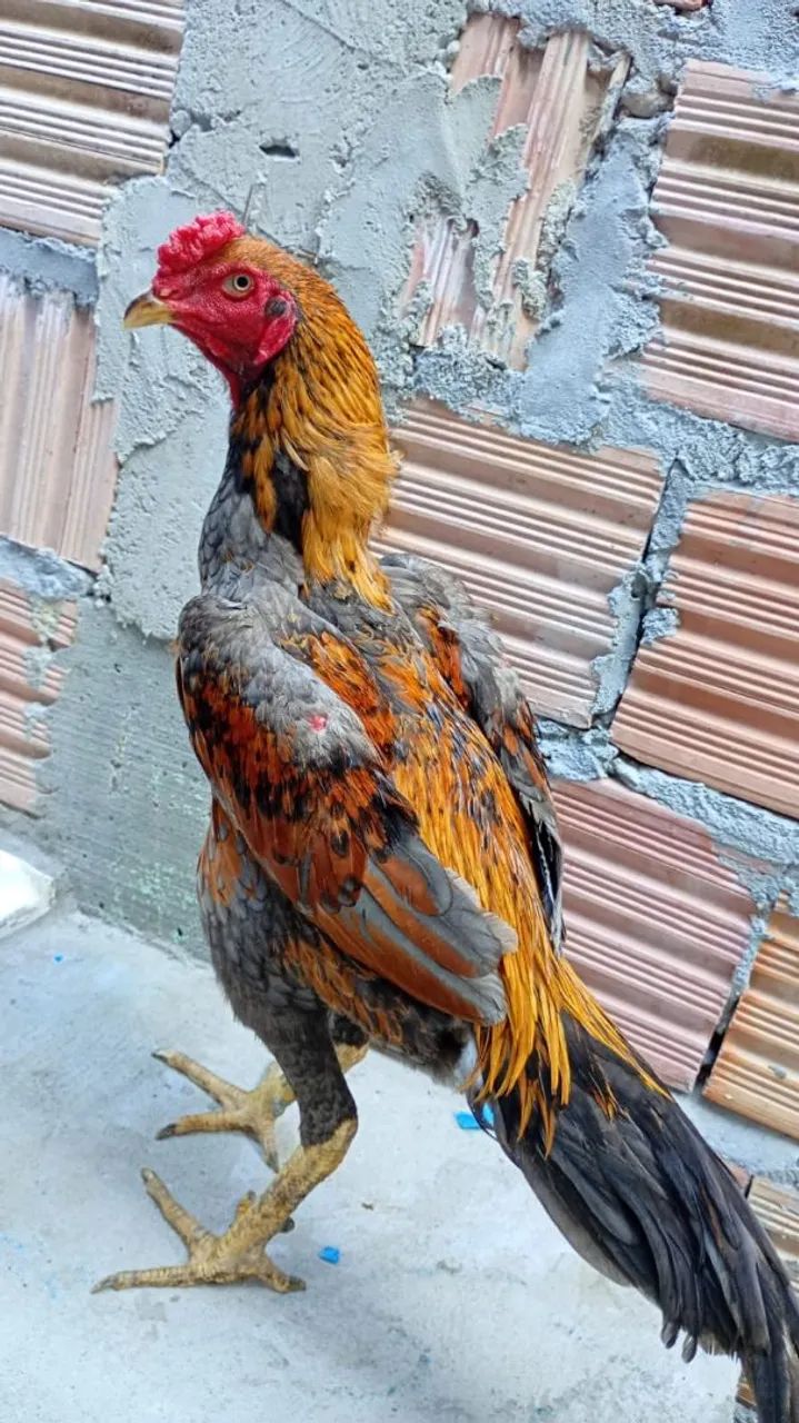 Frango carioca  - Foto 2