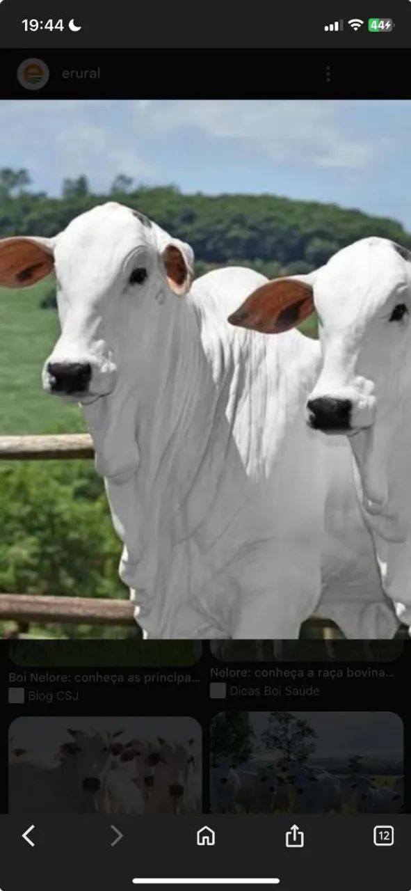 VENDO 500 CABEÇAS DE GADO P.O. NELORE - Foto 2