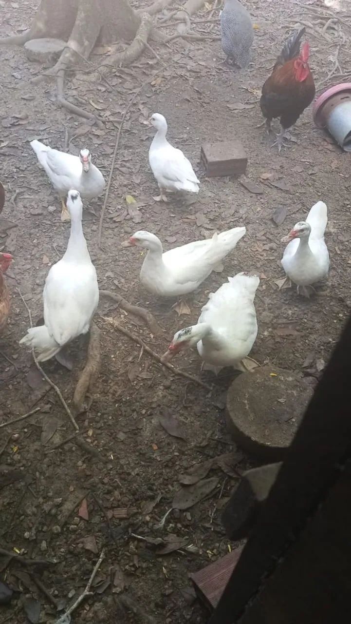 Patos - Foto 5