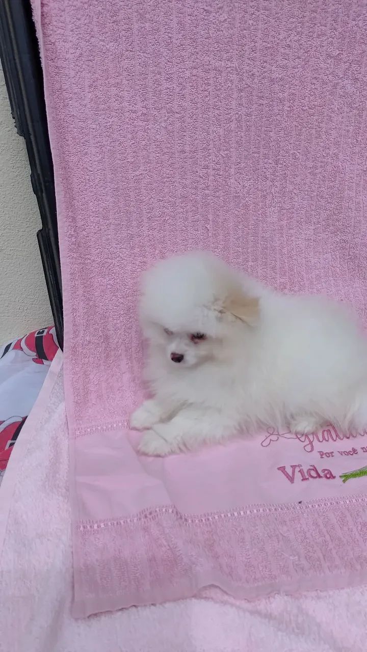 Cachorro lulu  - Foto 3