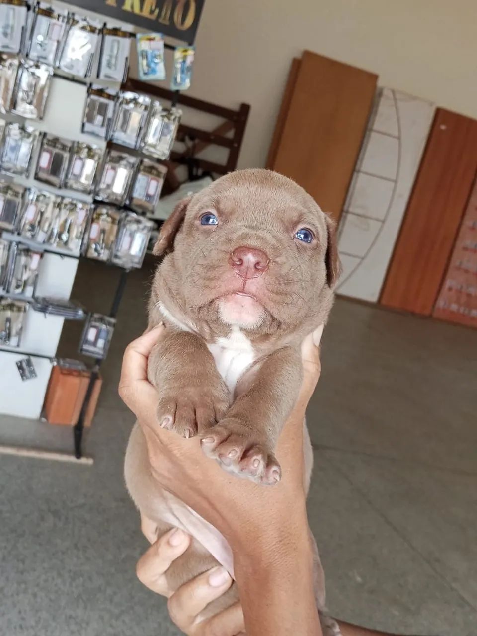 Filhotes de american bully  - Foto 2