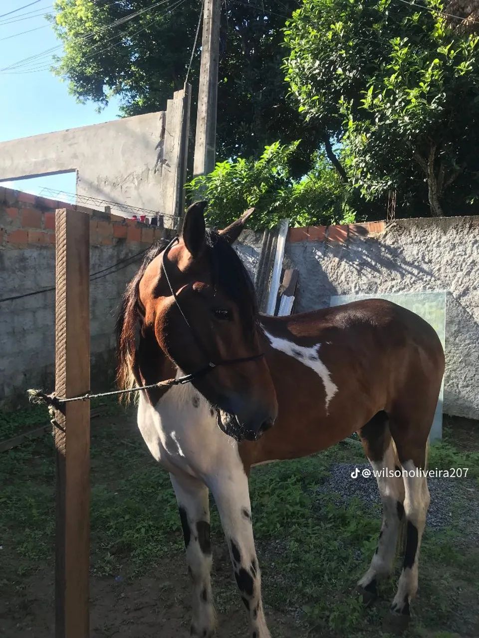Cavalo Mangalarga Machador  - Foto 6