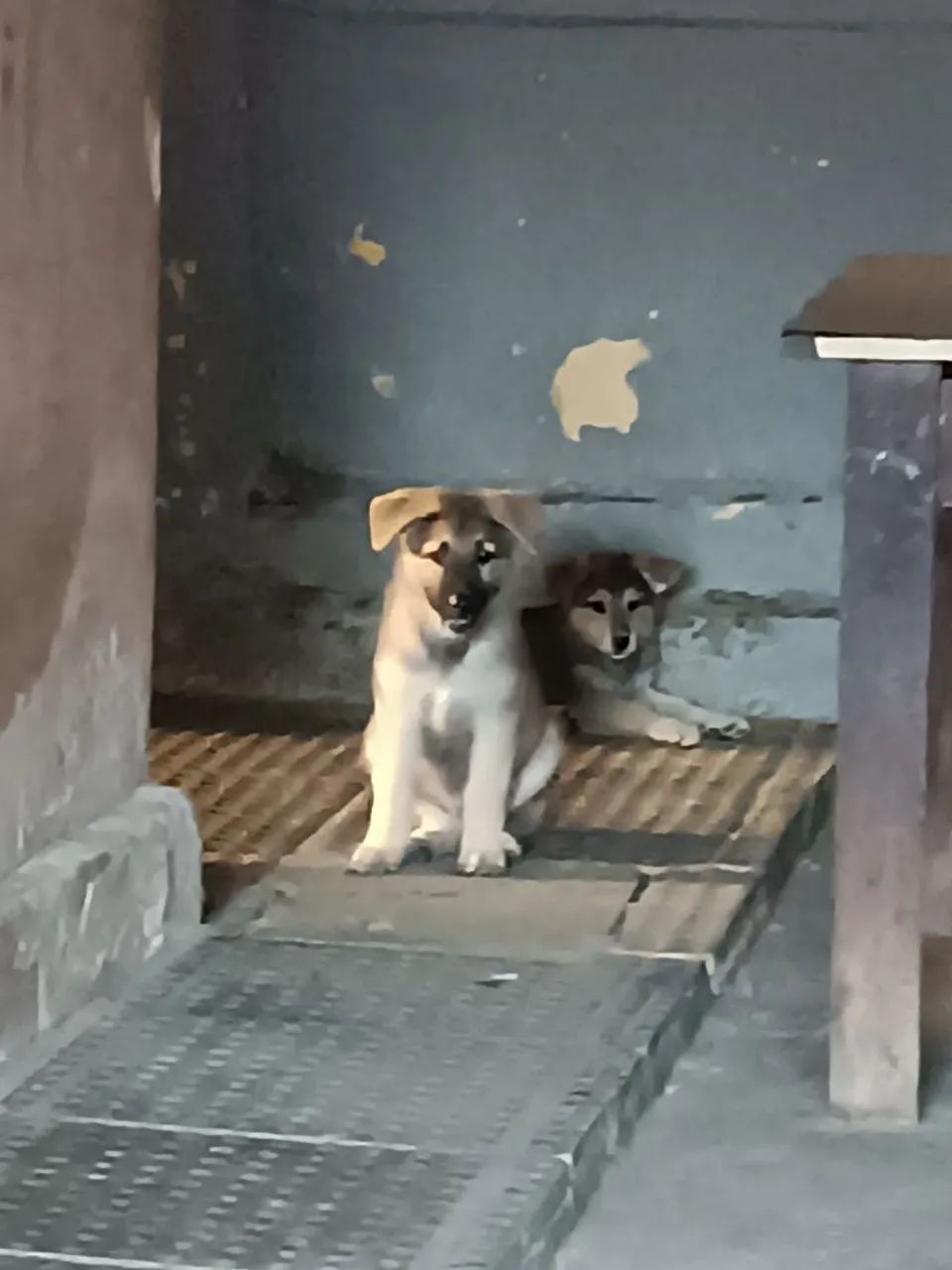 Cachorro Pastor - Foto 3