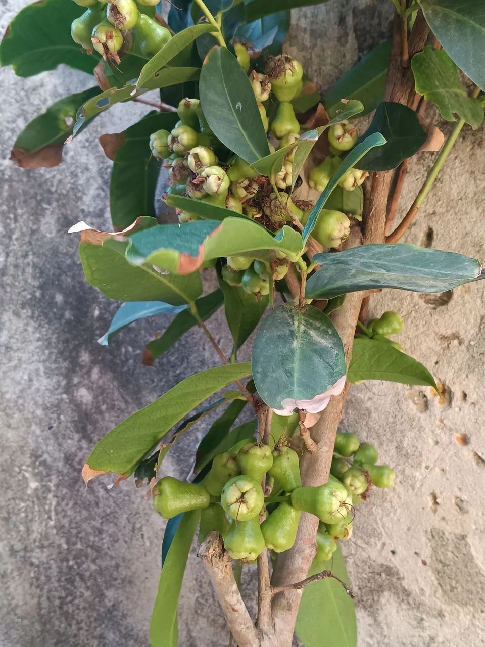 Lindas mudas enxertadas altamente produtiva - Foto 4