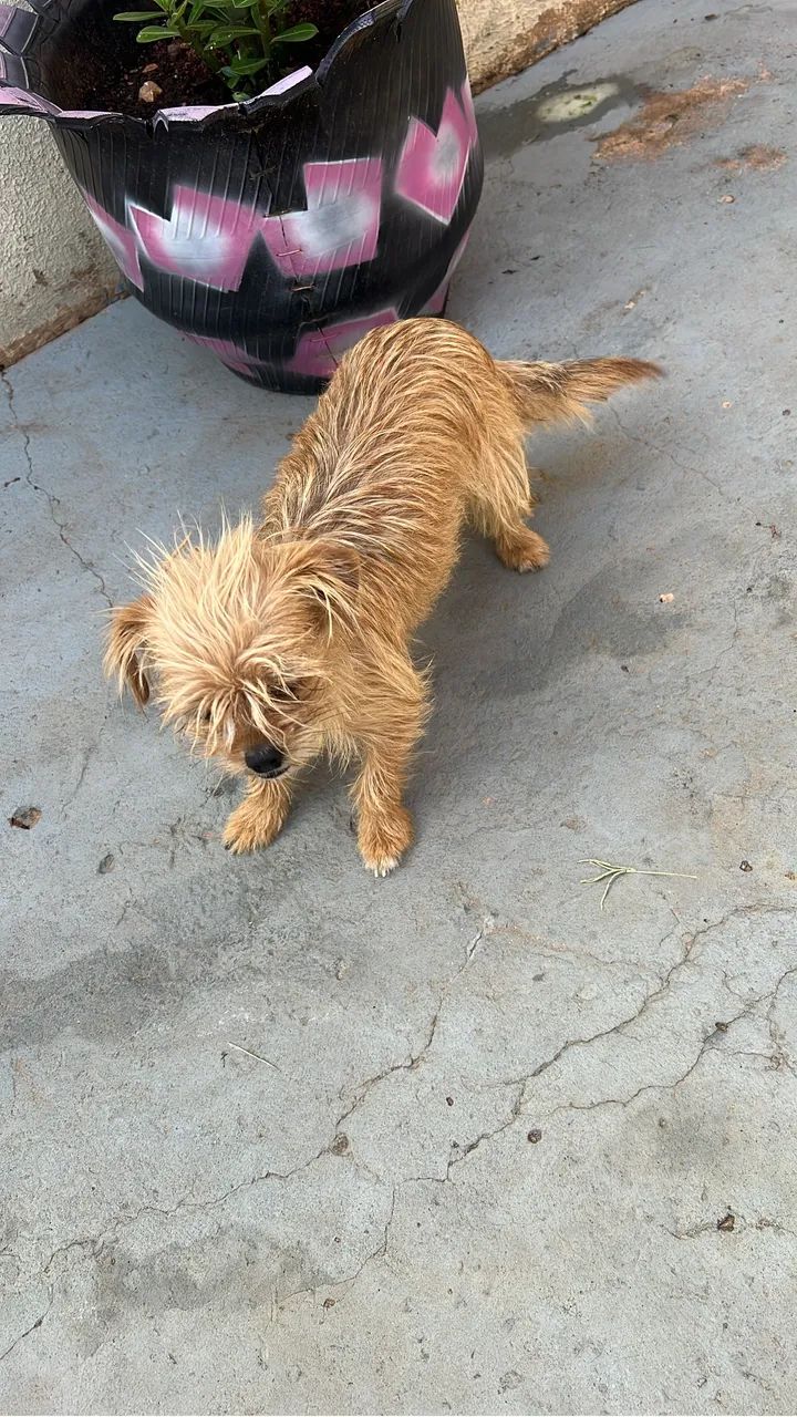 Cachorro - Foto 2