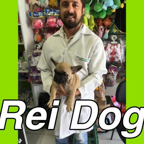 Bulldog Francês lojas Rei dog em 12x, estilo exposição!