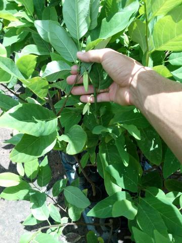 Mudas para Plantios e Pomares - Foto 5