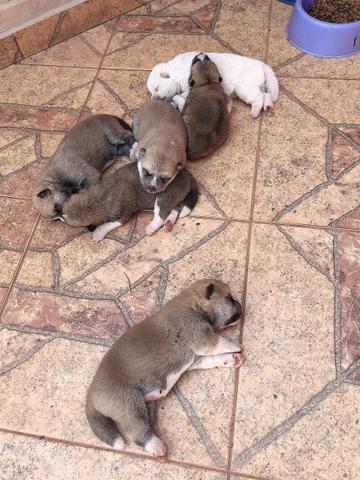 Akitas - Foto 2