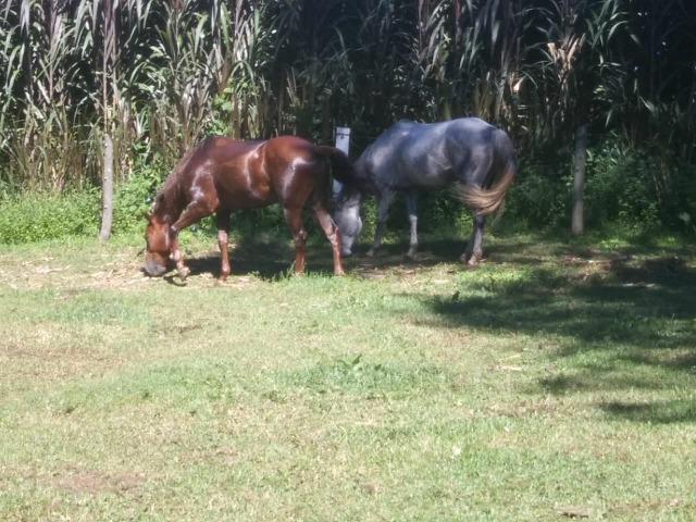 Cavalo Quarto de Milha - Foto 3