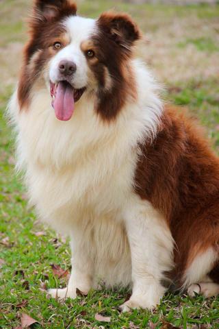 Border collie RED merle Fêmea - Linhagem Francesa - Foto 4