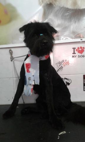 Schnauzer (mistura) gigante para doação