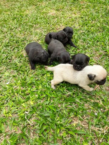 Cachorro pug - Foto 4