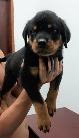 Vendo filhotes de Rottweiler - Foto 6
