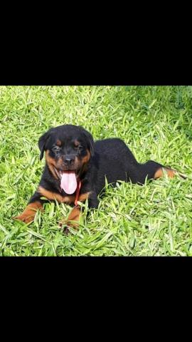 Vendo filhotes de Rottweiler - Foto 4