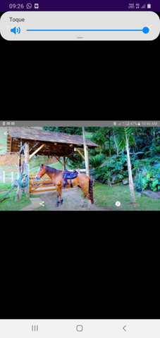 Sela Americana - Foto 2