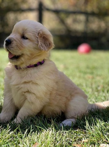 Golden Retriever com todas as Garantias 