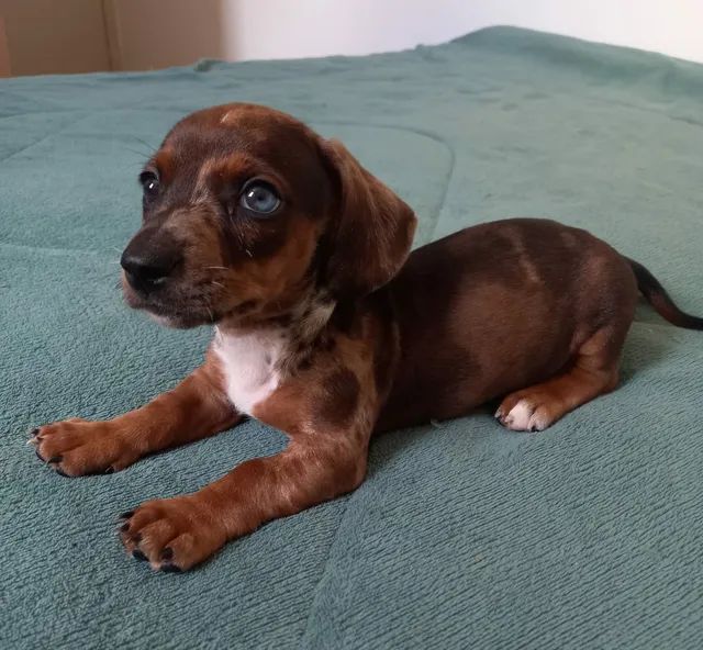 DOGUINHOS DACHSHUNDS
