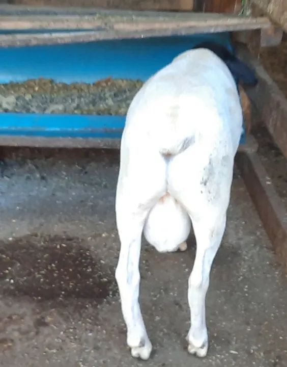 Borrego Dorper  PO Genética Buria - Foto 6