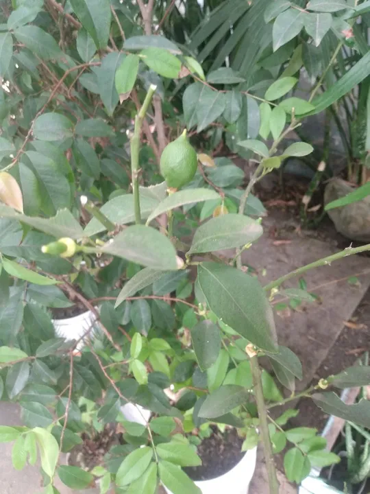 Limão siciliano,laranja champagnhe, Bahia,folha murcha