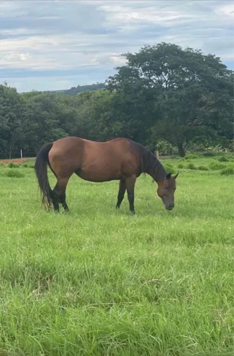 Potra  Quarto de Milha PO registrada  - Foto 5