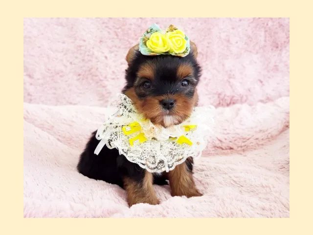 linda filhotinhaa de yorkshire terrier para venda - Foto 5