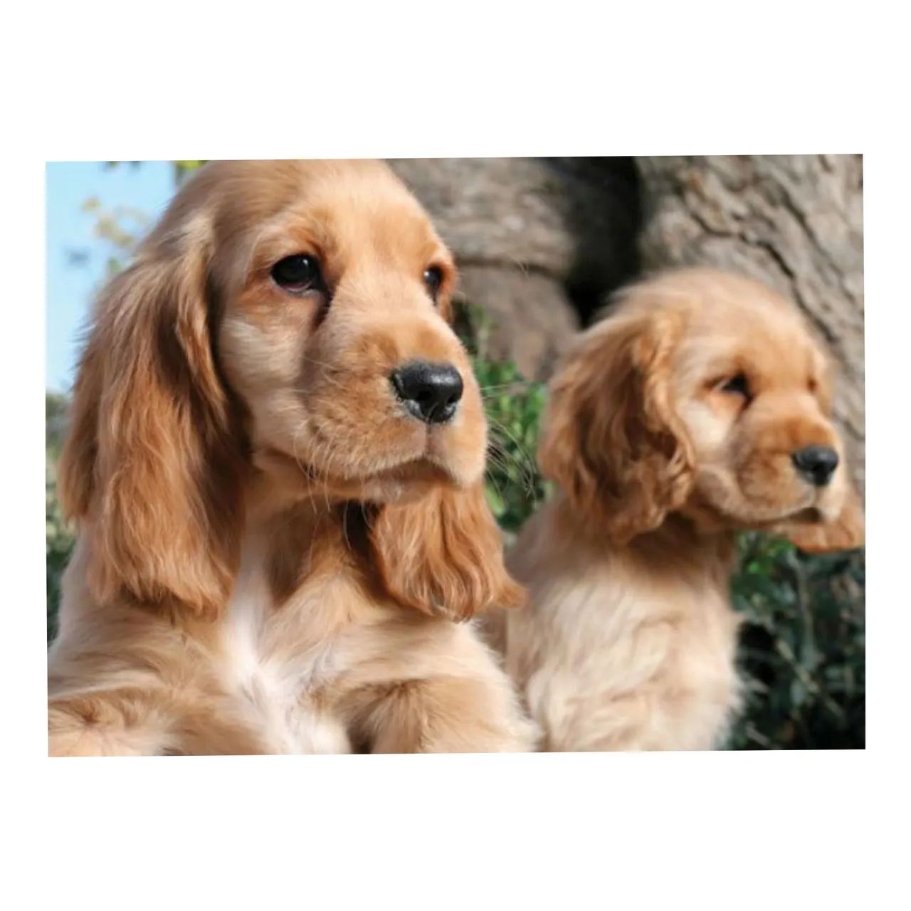 Cocker Spaniel  Inglês a pronta entrega  - Foto 2