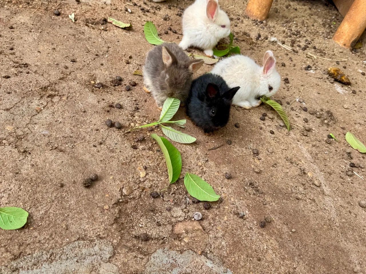 mini coelho anão filhote