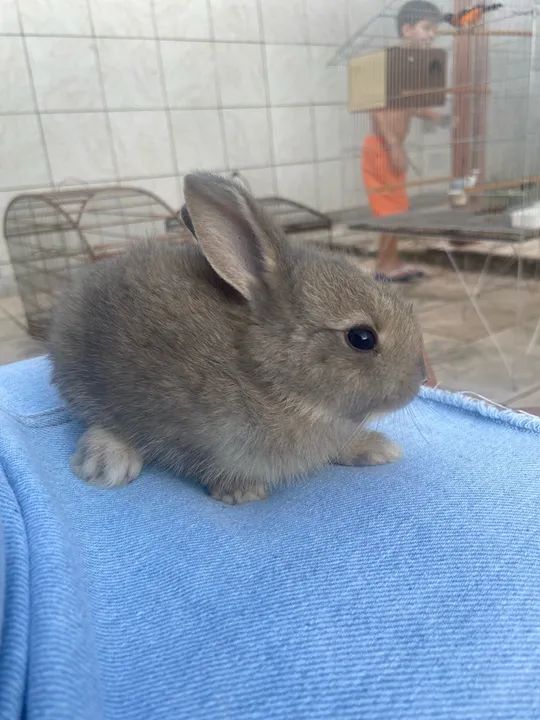 Coelho fofinho - Foto 4