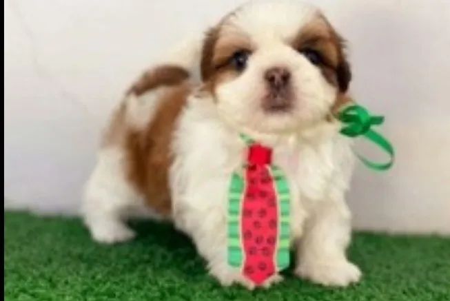 Shitzu mini lindos filhotes machos e fêmeas com garantia e kit filhote  - Foto 4