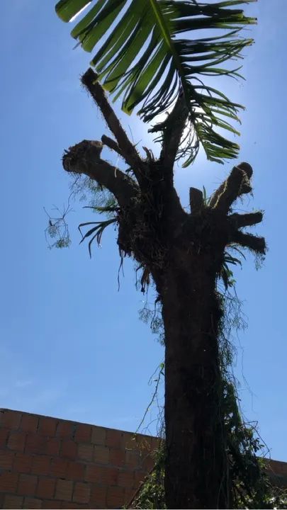 Poda e corte de árvores  - Foto 5