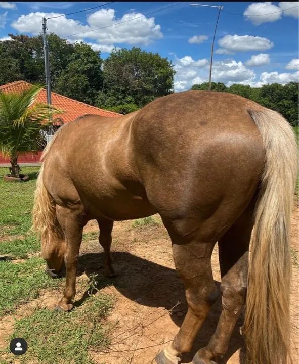 Potra  Quarto de Milha PO registrada  - Foto 4